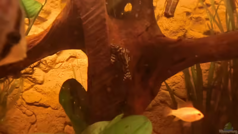 Aquarien für Hypancistrus sp. "L333" (Einrichtungsbeispiele für Königstiger-Harnischwels, L-333)
