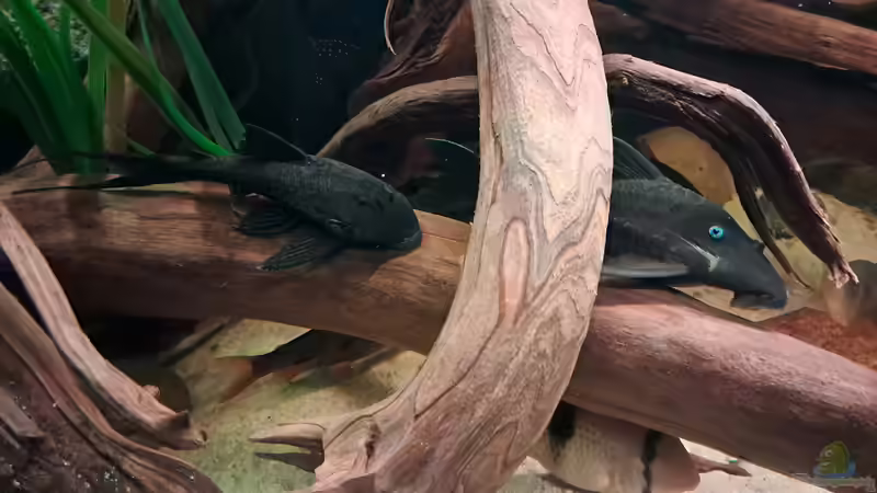 Einrichtungsbeispiele mit Blauaugen (Pseudomugilidae)