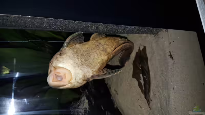 L37 bei Nacht von naturalR (12)