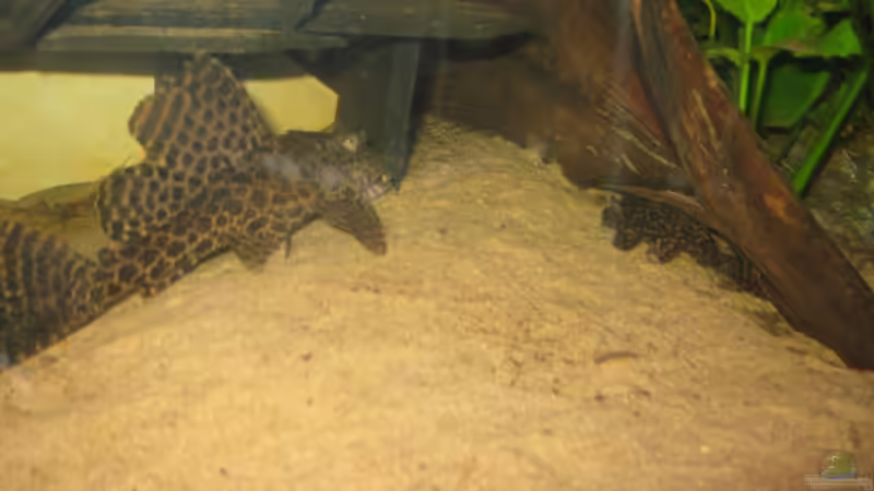 L37 mit Harnischwels von Markus Hoffman (15)