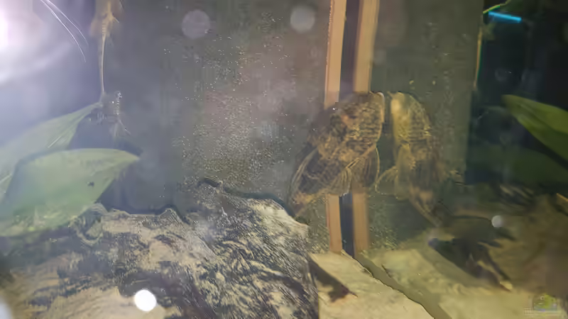 L37 und L. fallax bei Nacht von naturalR (8)