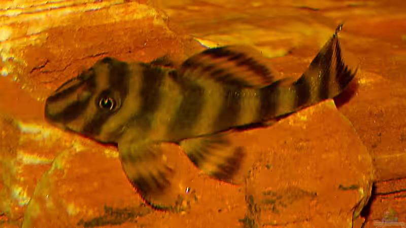 L38 von Helmut Kreutmayer (10)