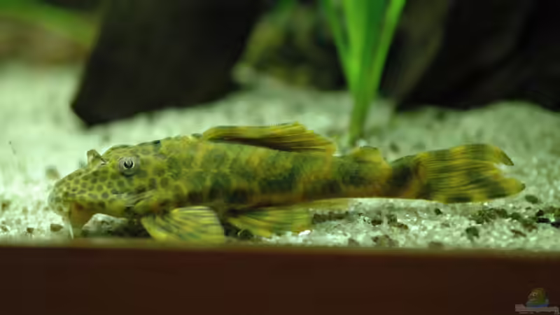 L387 von Stefan Hoffmann (18)