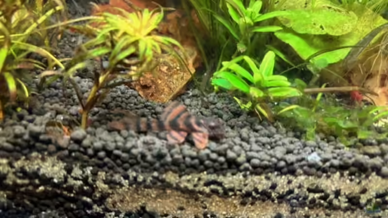 Aquarien mit Pseudacanthicus sp. "L 97" (Einrichtungsbeispiele für Gelbflecken-Kaktuswels)