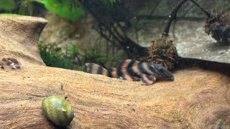 Aquarien mit Panaqolus sp. "L 397" (Einrichtungsbeispiele für L-397)