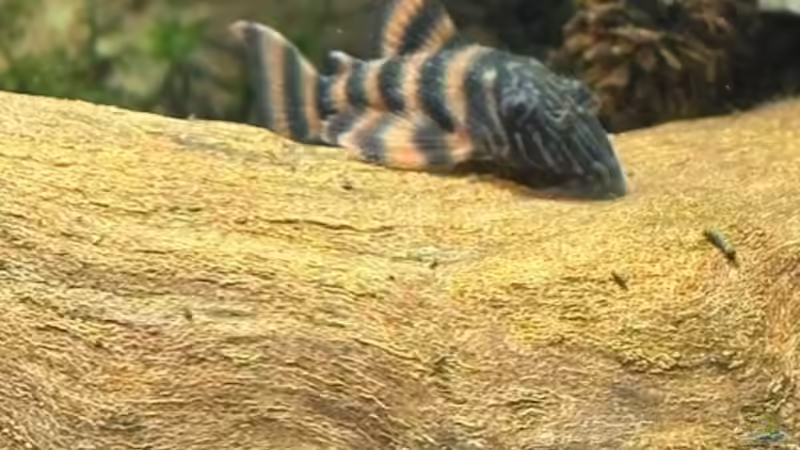 L397 von vorne von Skorpion fan (36)