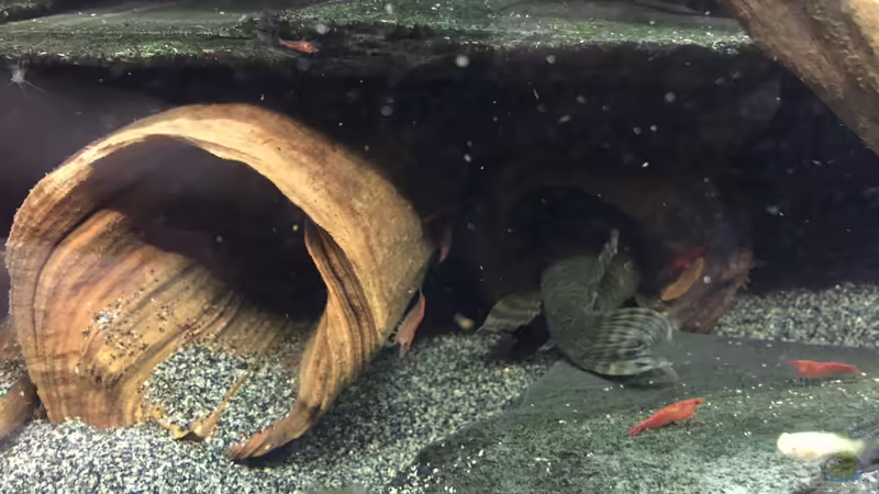 Aquarien mit Pseudacanthicus sp. "L 97" (Einrichtungsbeispiele für Gelbflecken-Kaktuswels)