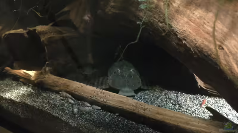 Aquarien mit Panaqolus sp. "L 397" (Einrichtungsbeispiele für L-397)