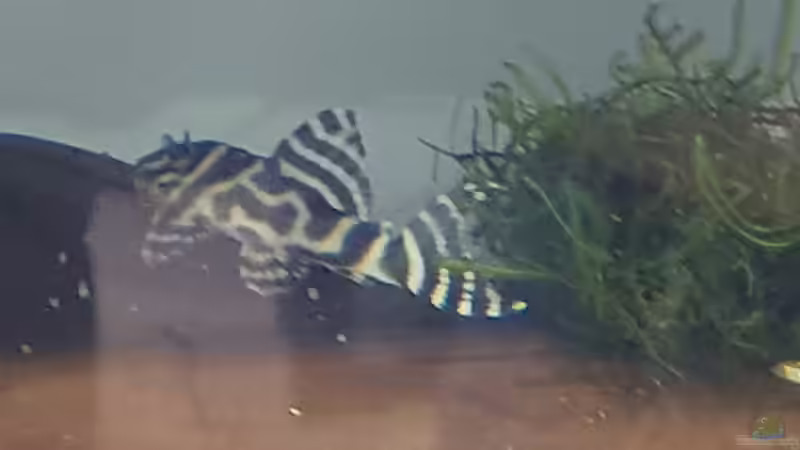 L400_1 von Steven Tumma (21)