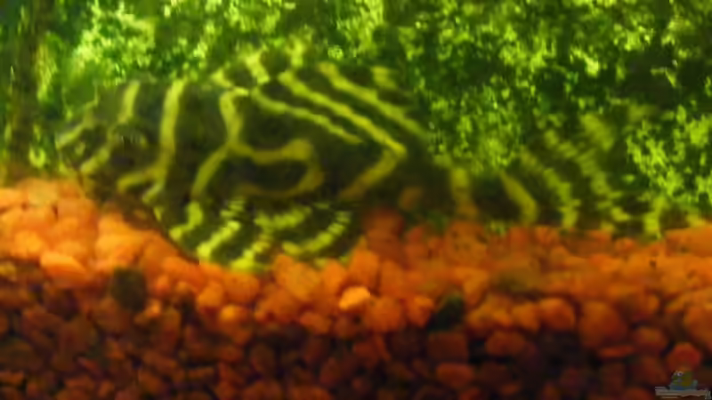 L400 (4cm) von Henry Berndt (5)