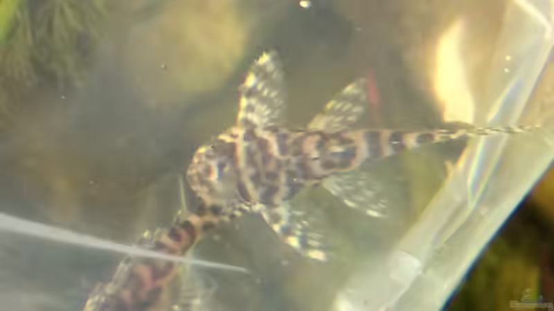 L400 großer 3cm Ozelot von Captain Gü (52)