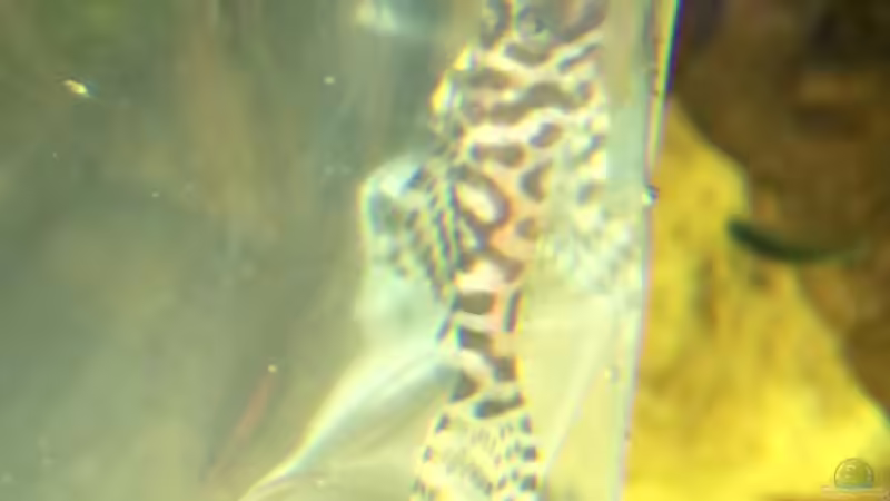 L400 großer 3cm Ozelot von Captain Gü (53)