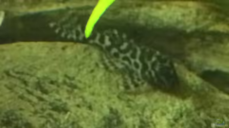 L400 von Captain Gü (58)