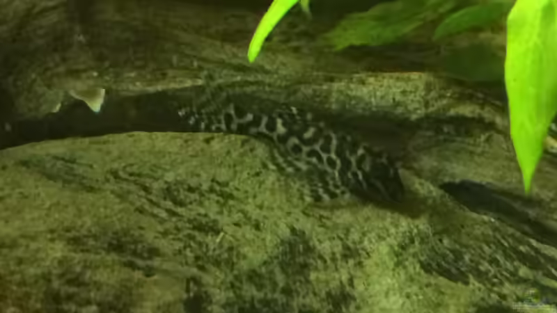 L400 von Captain Gü (59)