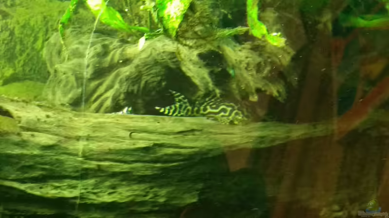 L400 von podoma (37)