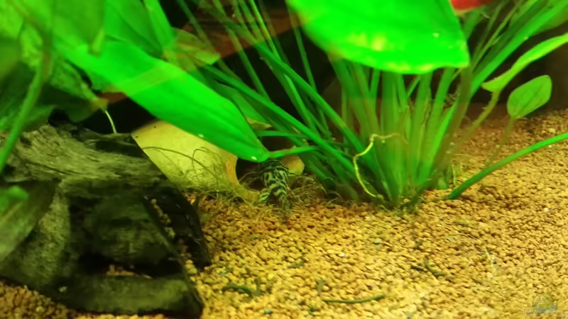 L400 von podoma (39)