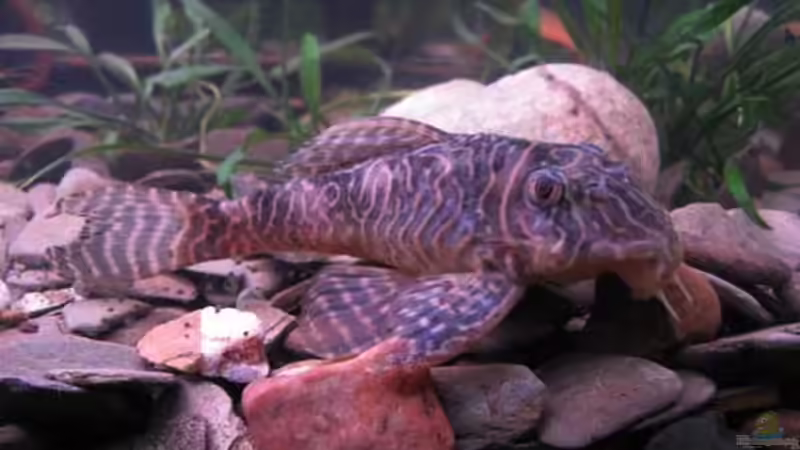 L401 von Frank Müller (2)