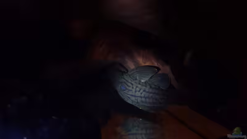 L418 von Südamerika Aquanaut (41)