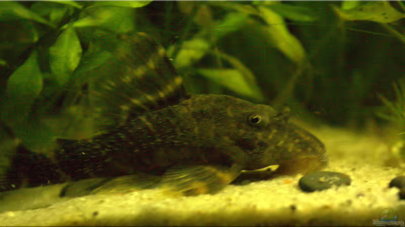 L448 von hotwheelz (29)