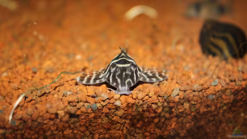 L450 von urml87 (53)