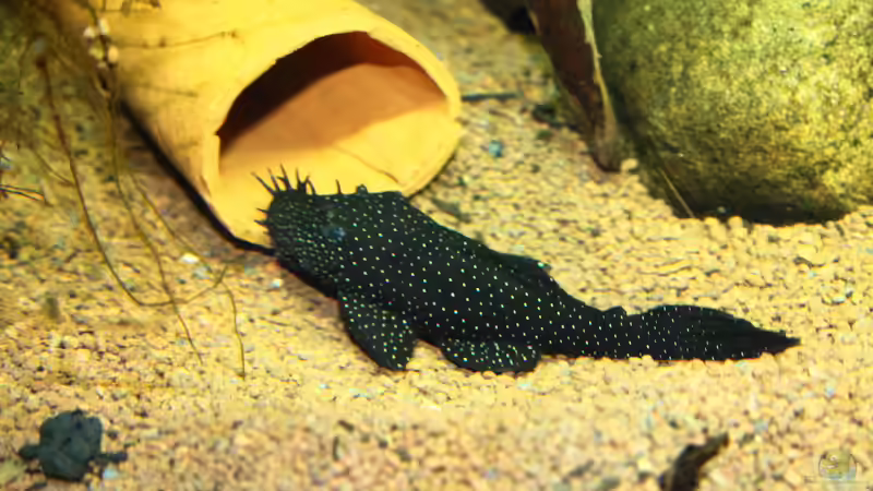 L46 und Ancistrus dolichopterus von Armin Sauer (16)