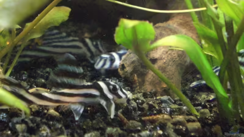 L46 von Oliver Bäcker (7)