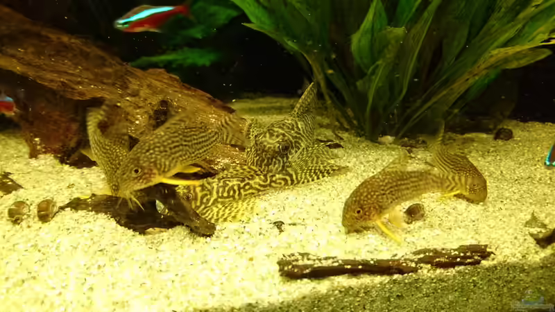 L66 / C.sterbai (Januar 2016) von Wolly (36)