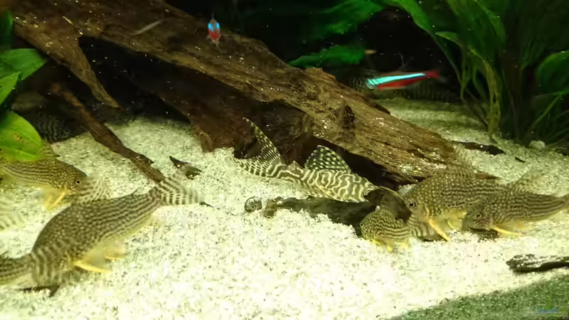 L66 / C.sterbai (Januar 2016) von Wolly (37)