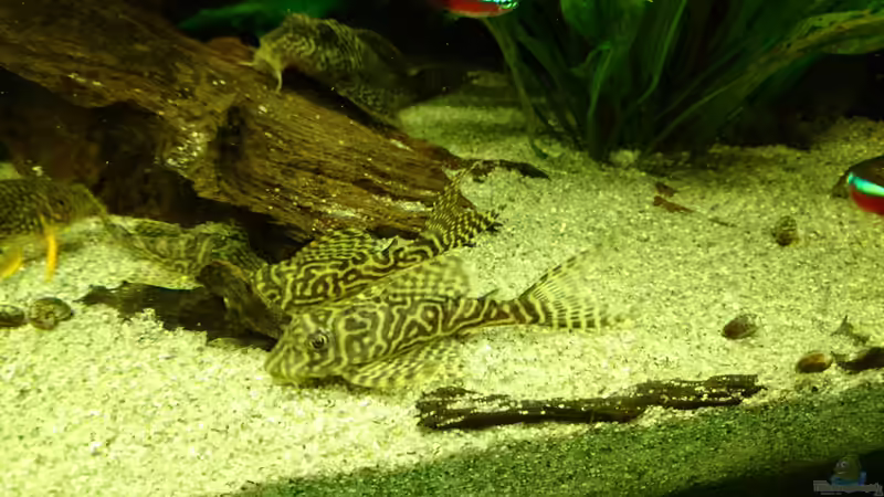Aquarien mit Hypancistrus sp. "L 66" (Einrichtungsbeispiele für Königstiger-Harnischwels)