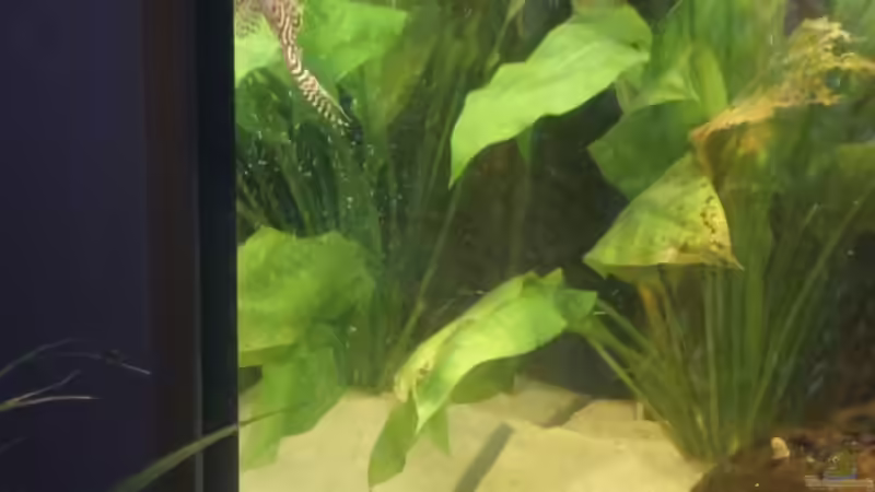 Aquarien mit Hypancistrus sp. "L 66" (Einrichtungsbeispiele für Königstiger-Harnischwels)