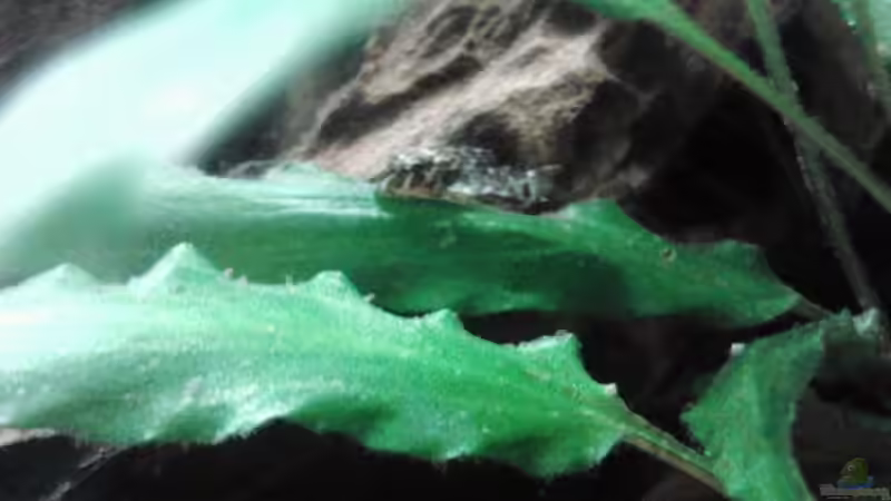 L66 aus eigener Nachzucht als sie ein paar Wochen alt waren von Wolly (30)