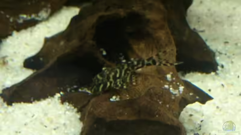 L66 aus eigener Nachzucht schon ein wenig älter und nicht mehr so blass von Wolly (31)