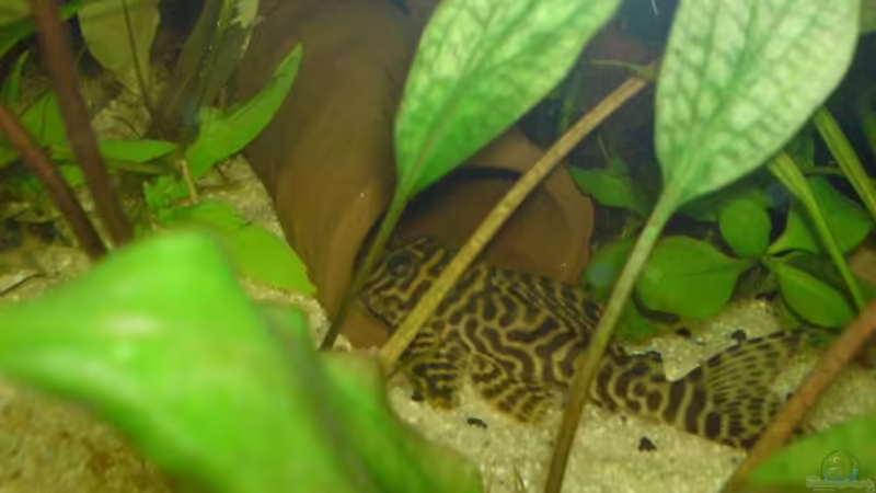 Aquarien mit Hypancistrus sp. "L 66" (Einrichtungsbeispiele für Königstiger-Harnischwels)