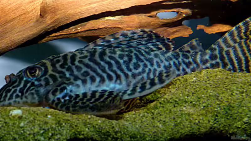 L66 von Helmut Kreutmayer (4)