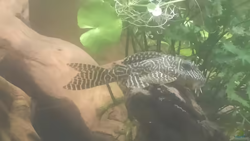 L66 von Max Wolf (14)