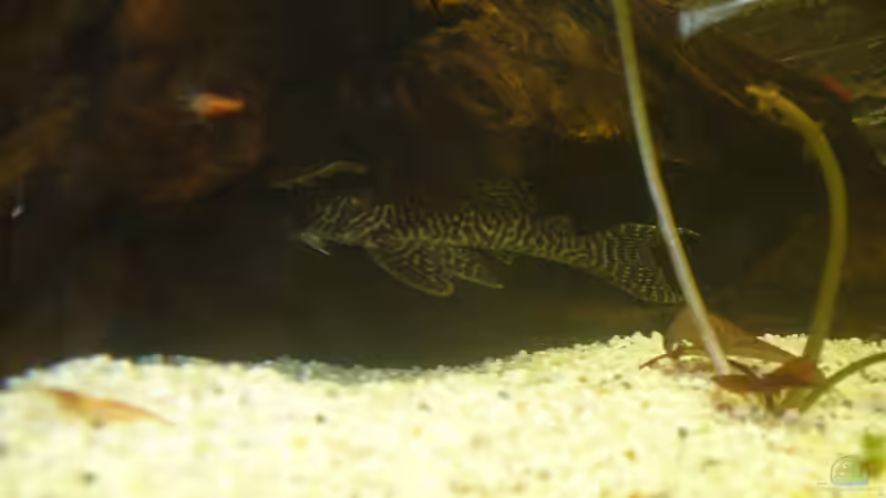 L66 von Randsteinwetzer (14)