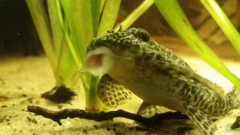 L66 von Sebastian Müller (49)