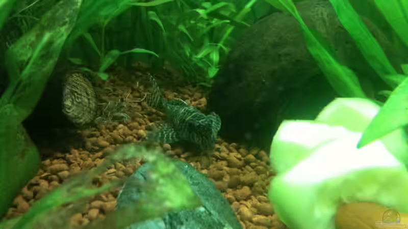 L66 Wels 4 Stück vermutlich 1 W 3 W von Thorsten Höh (5)