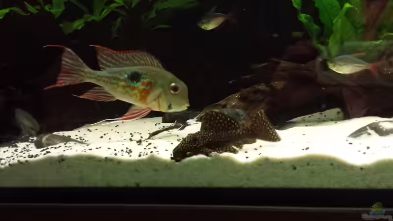 l7 und Priximus suchen Granulat von NRW (49)