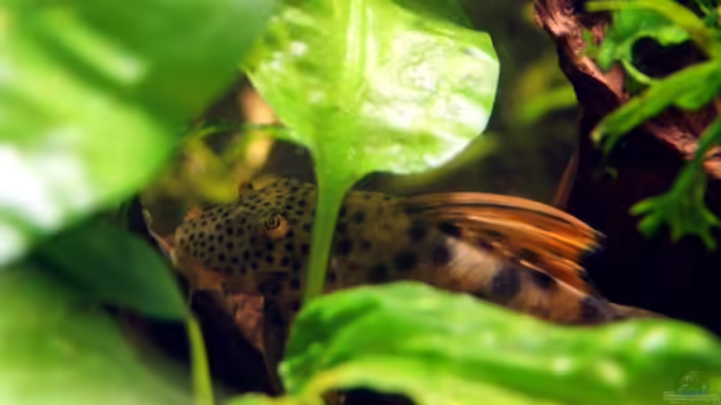 L75 Ancistomus sp von Kyrea (9)