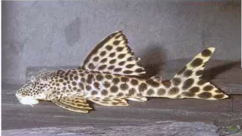 L75 von Claudio Müller (10)