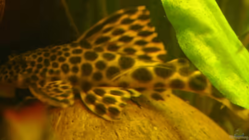 L75 von Liane Stechert (5)