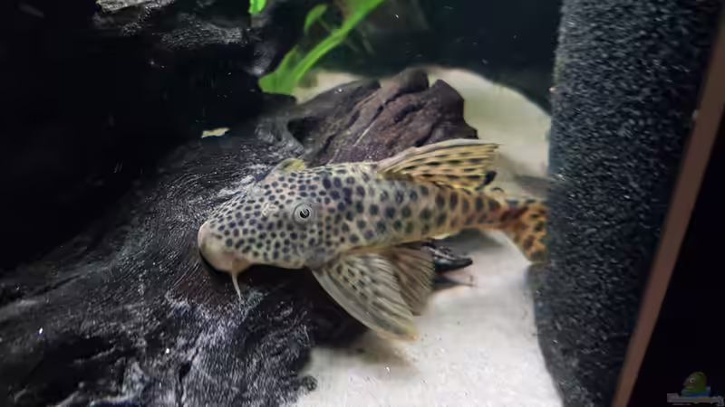 L75 von naturalR (9)