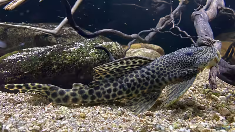 L75 von Thomas S-H (24)