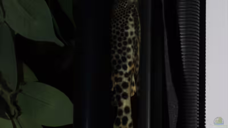 L75 von Thomas S-H (34)