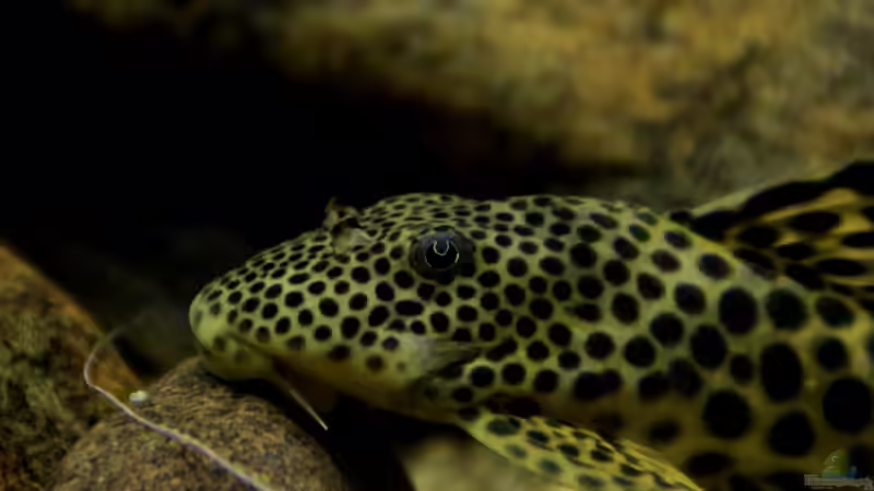 L75 von Thomas S-H (36)