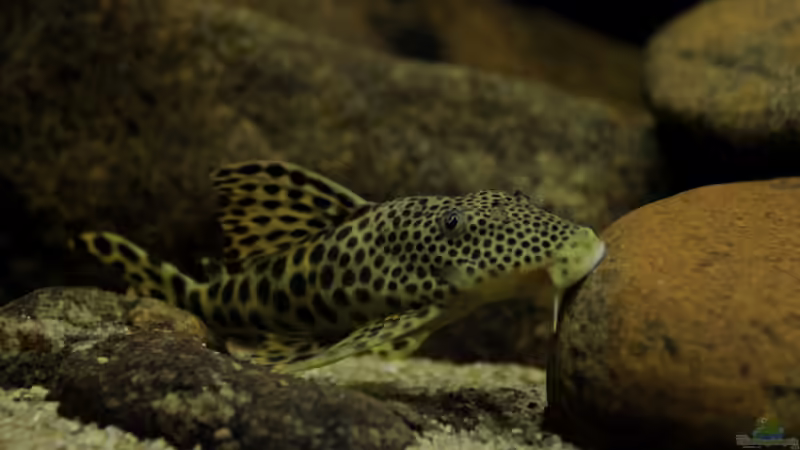 L75 von Thomas S-H (38)