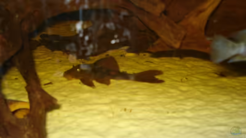 L77 von Alexander Beutner (34)