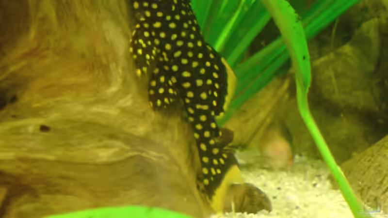 L81 Golden Nugget von GGuardiaNN (24)