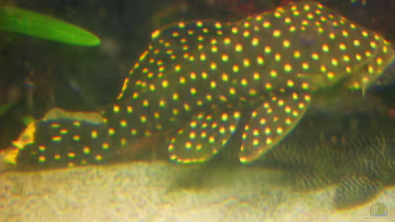 L81 Namens ´Glubschi´ (wegen seinen süßen Glubschaugen) von Kleiner_Fisch (62)